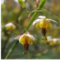 Epimedium Sagittatum