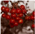 Hawthorn Berry