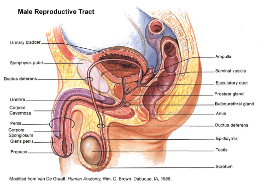 Male Reproductive Tract