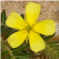 Tribulus Terrestris